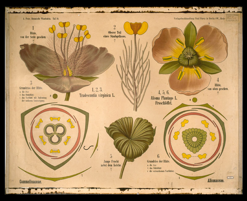 Tafel 18 Commelinaceae-Alismaceae
